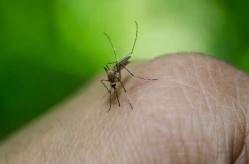 Human West Nile Virus Cases Identified in Washington County