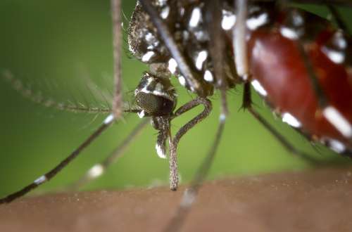 Mosquitoes in Adams and Washington Counties Test Positive for West Nile Virus
