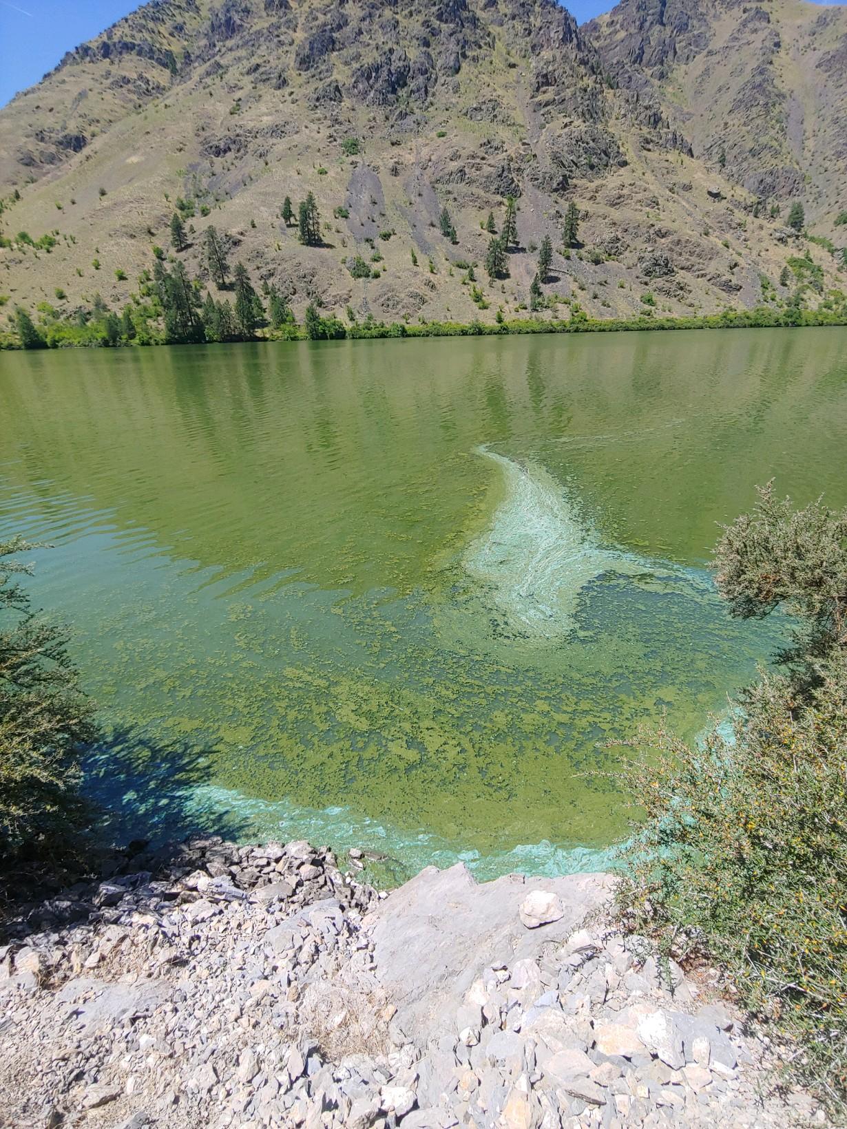 Health advisories issued for HELLS CANYON RESERVOIR and BROWNLEE