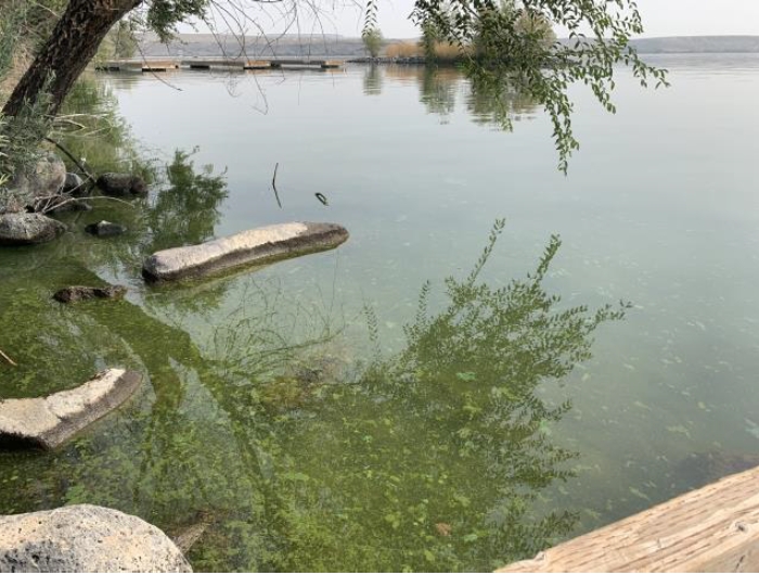Photo of CJ Strike Reservoir Harmful Algal Bloom Credit: Idaho DEQ
